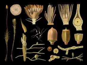 Scientific illustration with details, moss, polytrichum, school picture, authentic reproduction of