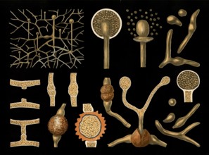 Scientific illustration with details, coniferous mold, mucor mucedo, school picture, authentic