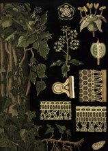 Scientific illustration with details, ivy, Hedera helix, school picture, authentic reproduction of