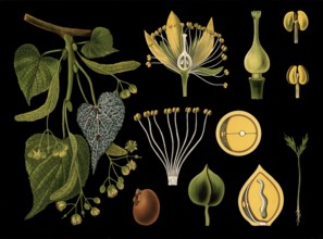 Scientific illustration with details, winter linden tree, Tilia parvifolia, school picture,