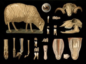 Scientific illustration with details, sheep, Ovis aries, school picture, authentic reproduction of