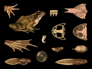 Scientific illustration with details, common frog, rana temporaria, school picture, authentic