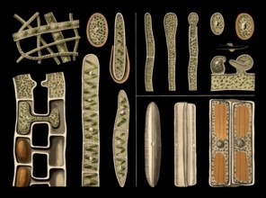 Scientific illustration with details, freshwater algae, screw algae, spirogyra and diatom,