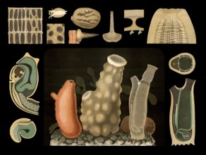 Scientific illustration with details, freshwater sponge, spongilla, school picture, authentic