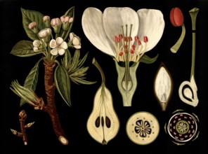 Scientific illustration with details, pear, Pyrus communis, school picture, authentic reproduction