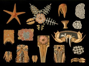 Scientific illustration with details, starfish, Asteropecten aurantiacus, school picture, authentic