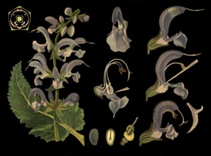 Scientific illustration with details, meadow sage, salvia pratensis, school picture, authentic