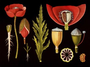 Scientific illustration with details, poppy, papaver rhoeas, school picture, authentic reproduction