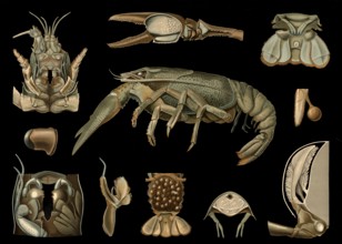Scientific illustration with details, crayfish, Astacus fluviatilis, school picture, authentic