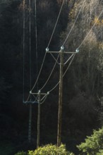 Two wooden utility poles are situated in a heavily wooded area. Overhead power lines are attached
