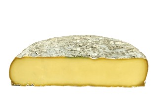 Cross-section of a Saint-Nectaire cheese on a white background. Puy de Dome. Auvergne. France