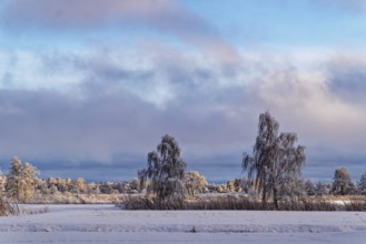 Winter evening in Hamburg's Kirchwerder Wiesen nature reserve in the Vierschlanden and Marschlanden