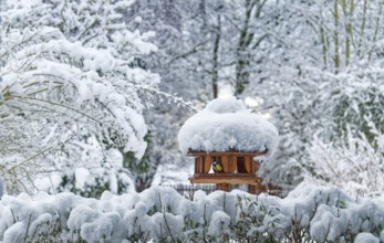 Garden birds find food in a birdhouse, bird feeder, after the onset of winter with snow in the
