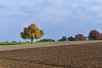 Discoloured pear tree (Pyrus), standing in a meadow, Beinwil, Freiamt, Canton Aargau, Switzerland
