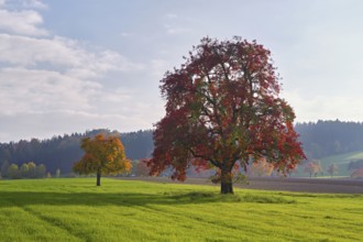 Red discoloured pear tree (Pyrus), standing in a meadow, Beinwil, Freiamt, Canton Aargau,