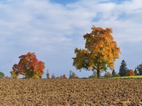 Discoloured pear trees (Pyrus), standing in a meadow, Beinwil, Freiamt, Canton Aargau, Switzerland