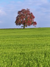 Red discoloured pear tree (Pyrus), standing in a meadow, Beinwil, Freiamt, Canton Aargau,