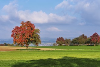 Red coloured pear trees (Pyrus), standing in a meadow, Beinwil, Freiamt, Canton Aargau, Switzerland