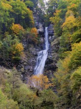 Autumn-coloured sycamore maple (Acer pseudo plantanus), at the Diesbach waterfall, Canton Glarus,