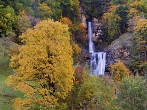 Autumn-coloured sycamore maple (Acer pseudo plantanus), at the Diesbach waterfall, Canton Glarus,