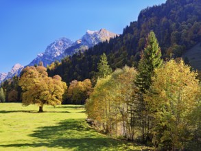 Autumn-coloured sycamore maple (Acer pseudo plantanus), against a mountain backdrop, Canton Glarus,