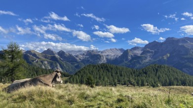 Relaxing brown cow on the Gotzenalm pasture with the peaks of Teufelshörner, Hochkönig and
