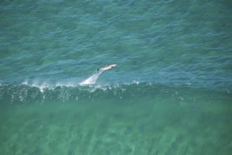 Day time view of dolphin jumping with waves near Byron Bay light house, New South Wales, Australia