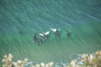 A pod of dolphins swims through turquoise waves near the iconic lighthouse in crystal clear water.