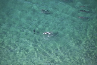 Day time view of dolphin group playing together near Byron Bay light house in turquoise water, New