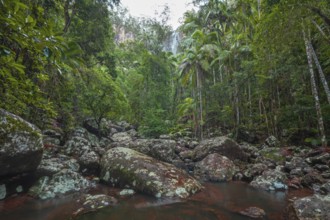 Upward view toward minyon falls above Repentance Creek on Minyon Falls track, New South Wales,