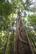 Ancient subtropical Gondwana rainforest with strangler fig at Repentance Creek, Minyon Falls track,