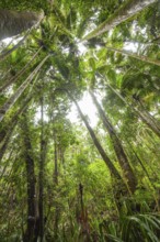 Upward view into ancient Gondwana forest canopy at Minyon Falls track, Lismore, Nightcap National