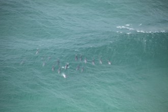 Daytime view of dolphin group swimming past Byron Bay lighthouse in turquoise water, New South