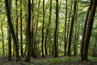 Beech forest in the evening light. Rhein-Neckar District, Baden-Württemberg, Germany