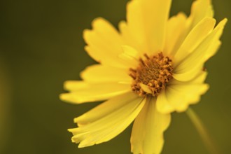 Single yellow flower, girl's eye (Coreopsis grandiflora, variety Full Moon)
