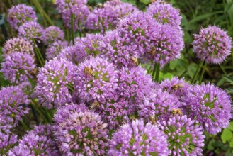 Bees on flowering ornamental leeks (Allium) in a garden