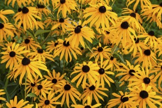 Yellow-flowering coneflower (Rudbeckia) in the garden