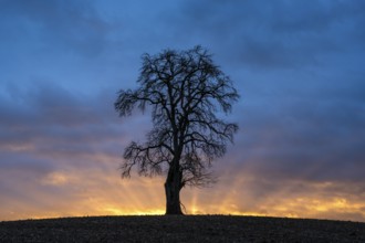 Solitary pear tree (Pyrus) at sunset with sunbeams. Rhine-Neckar district, Baden-Württemberg,
