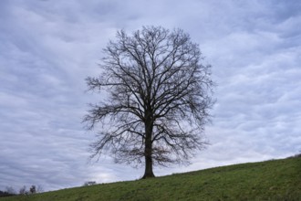 Single oak tree, mammatus clouds in the sky. Rhein-Neckar District, Baden-Württemberg, Germany