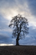 Solitary pear tree (Pyrus) in front of a dramatic cloudy sky, evening light. Rhine-Neckar district,