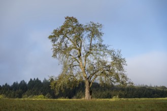 Solitary pear tree (Pyrus) . Rhine-Neckar district, Baden-Württemberg, Germany