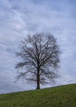 Single oak tree, mammatus clouds in the sky. Rhein-Neckar District, Baden-Württemberg, Germany