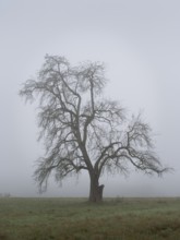 Solitary pear tree (Pyrus) in the fog. Rhine-Neckar district, Baden-Württemberg, Germany