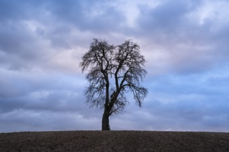 Solitary pear tree (Pyrus) in front of a dramatic cloudy sky, evening light. Rhine-Neckar district,