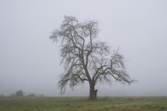 Solitary pear tree (Pyrus) in the fog. Rhine-Neckar district, Baden-Württemberg, Germany