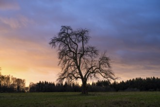 Single standing pear tree (Pyrus) at sunset, coloured clouds. Rhine-Neckar district,
