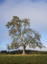 Solitary pear tree (Pyrus) . Rhine-Neckar district, Baden-Württemberg, Germany
