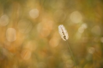 Blooming grass, single flower, in sunlight, blurred background