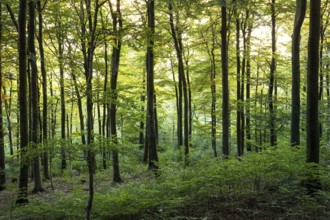 Forest in the evening light. Donnersberg, Rhineland-Palatinate, Germany