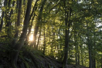 Beech forest with sun star. roots and rocks. Rhein-Neckar District, Baden-Württemberg, Germany